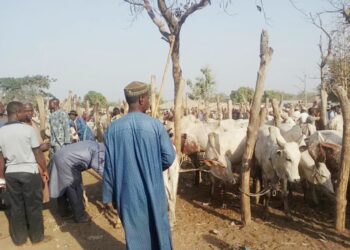 “Taraba Cattle Recovery Committee Reunites 222 Livestock with Owners in Anti-Rustling Success”