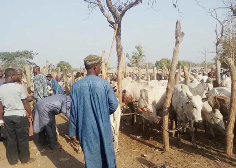 “Taraba Cattle Recovery Committee Reunites 222 Livestock with Owners in Anti-Rustling Success”